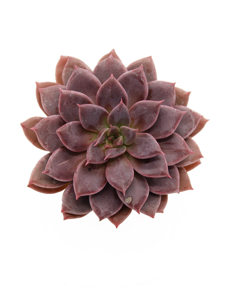 Echeveria Hermes