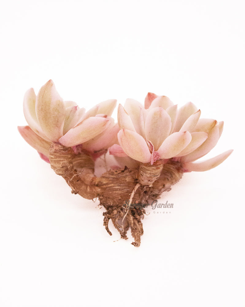 Echeveria Hoveyi Variegated