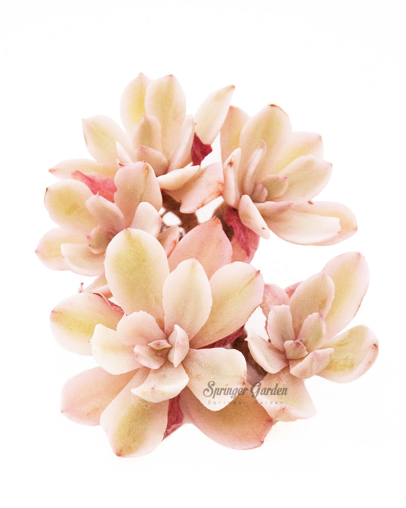 Echeveria Hoveyi Variegated