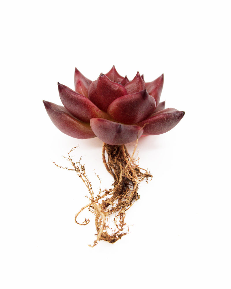 
                
                    Load image into Gallery viewer, Echeveria Honey Pink
                
            