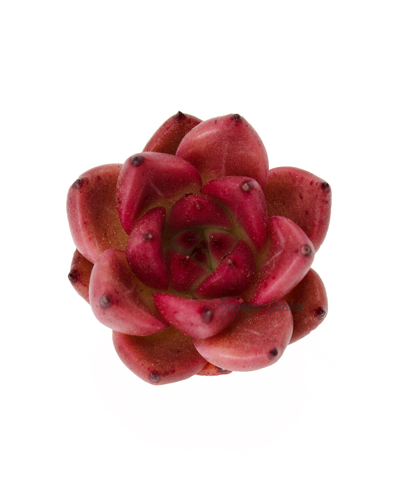 
                
                    Load image into Gallery viewer, Echeveria Honey Pink
                
            