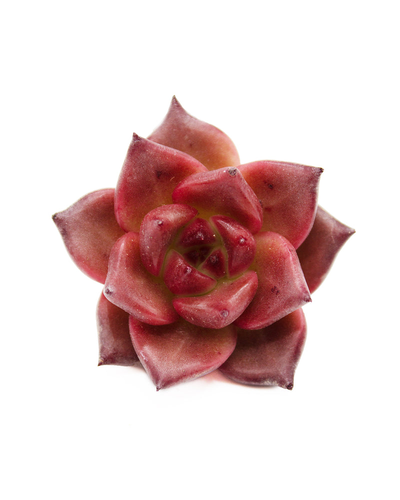 
                
                    Load image into Gallery viewer, Echeveria Honey Pink
                
            