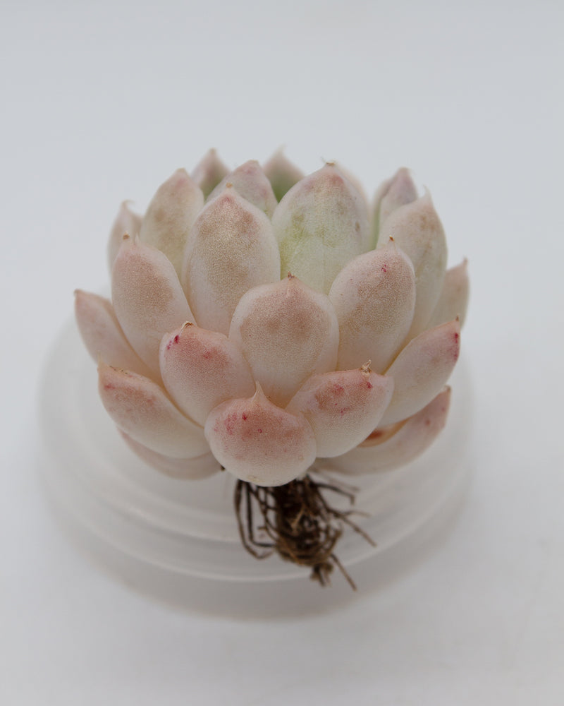 Echeveria Horay