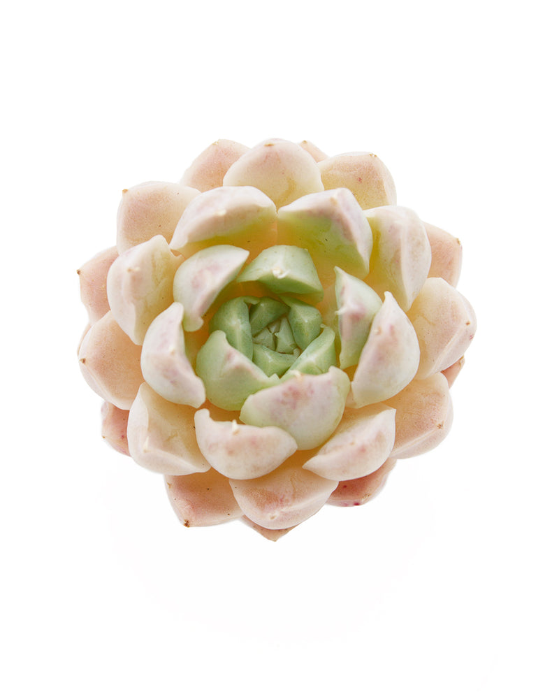 Echeveria Horay