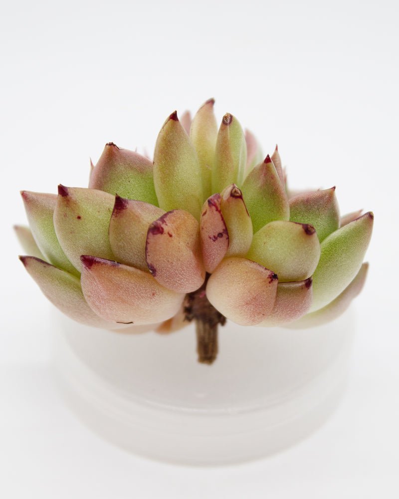 Echeveria Hwanhee Cluster