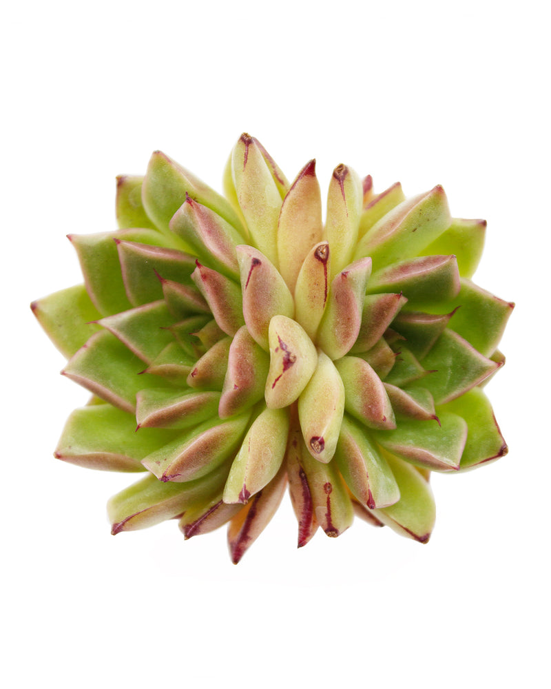 Echeveria Hwanhee Cluster