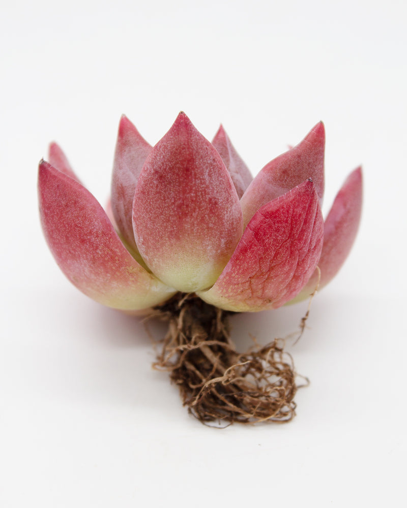 Echeveria Ice Col