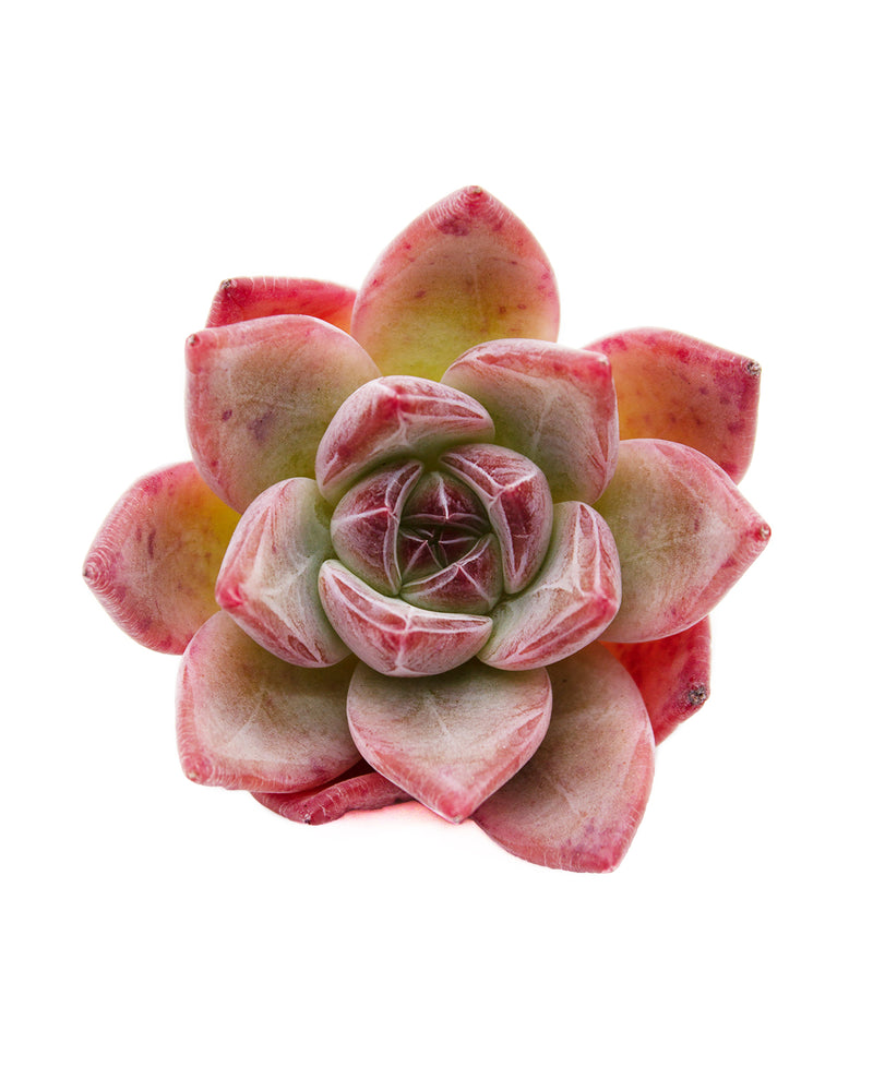 Echeveria Ice Col