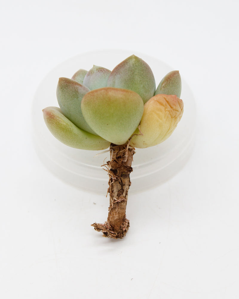 Echeveria Ice Cream