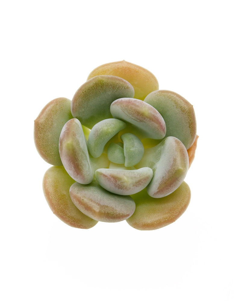 Echeveria Ice Cream