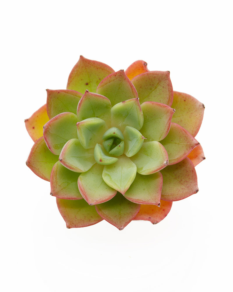 Echeveria Ice Pinky