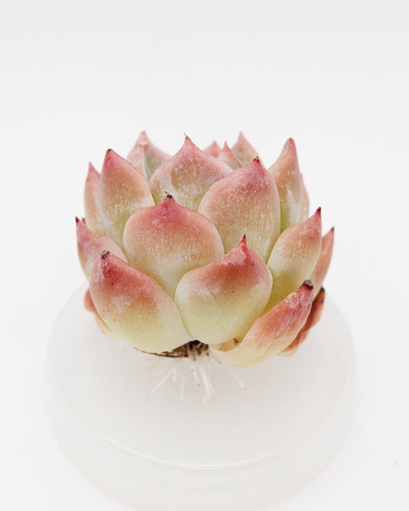 Echeveria Isolated Star