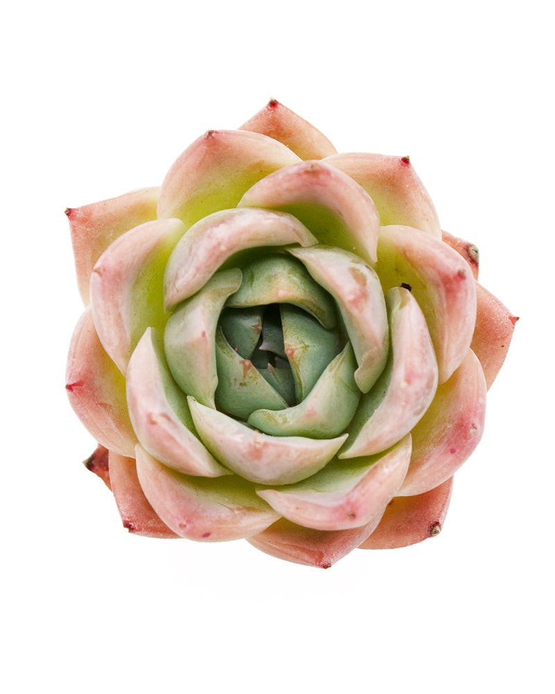 Echeveria Isolated Star