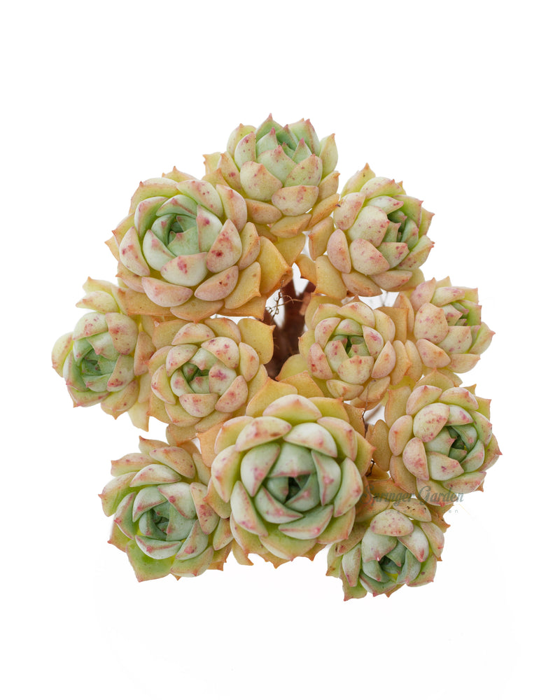 
                
                    Load image into Gallery viewer, Echeveria Ivory Queen
                
            