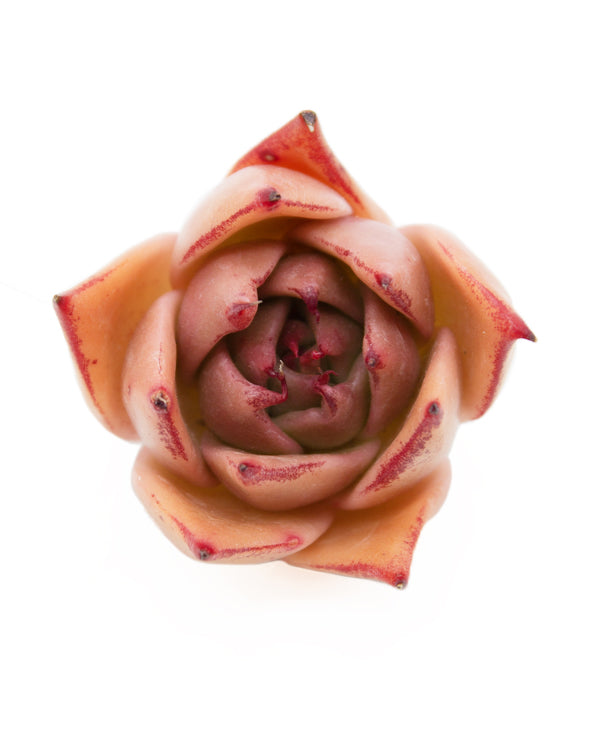 Echeveria Jade Star