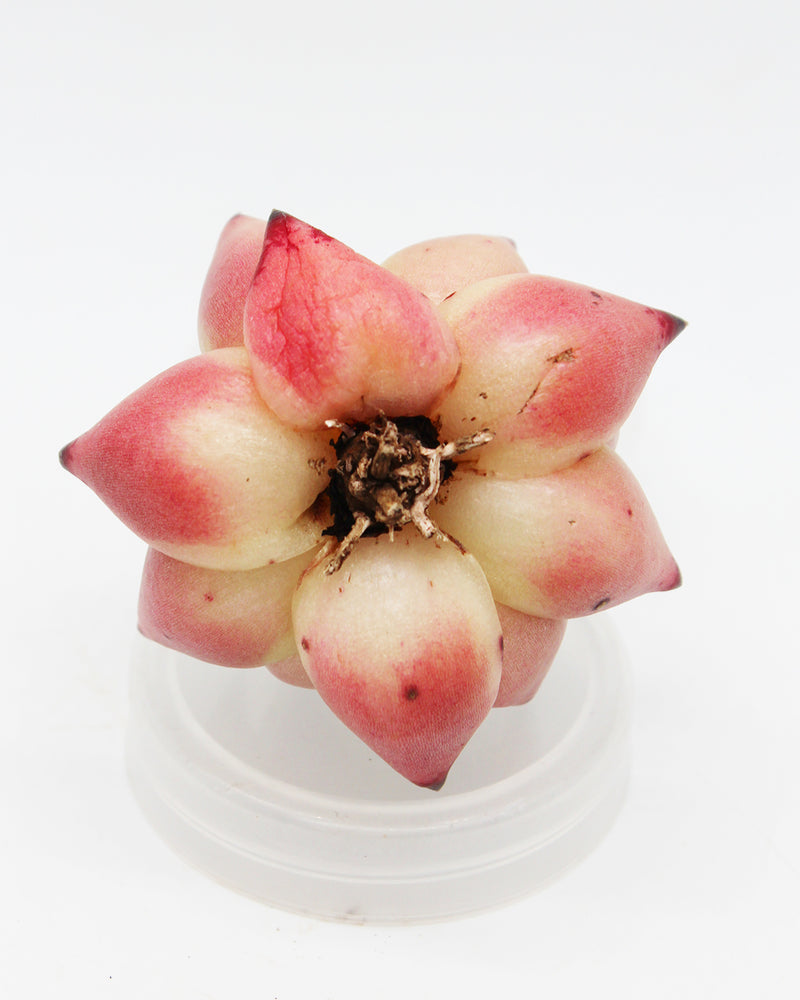 Echeveria Jelly Cassiopeia