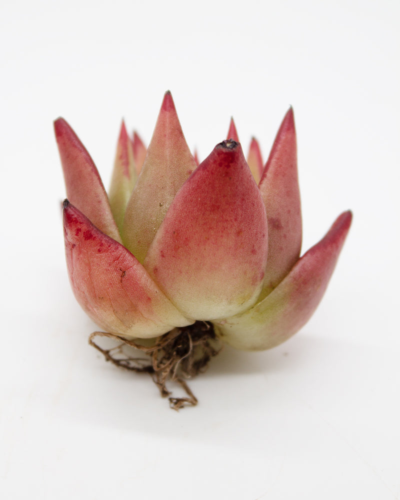 Echeveria Jelly Cassiopeia