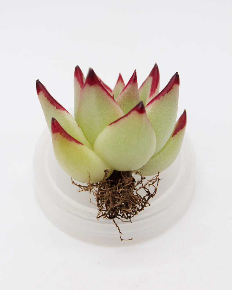 Echeveria Jelly Cassiopeia