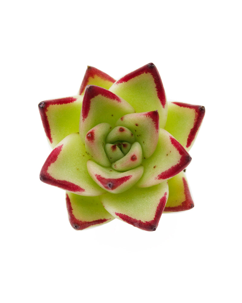 
                
                    Load image into Gallery viewer, Echeveria Jelly Cassiopeia
                
            