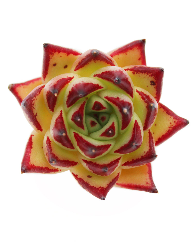 Echeveria Jelly Cassiopeia