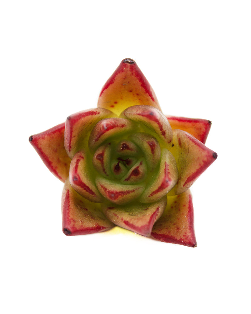 
                
                    Load image into Gallery viewer, Echeveria Jelly Cassiopeia
                
            