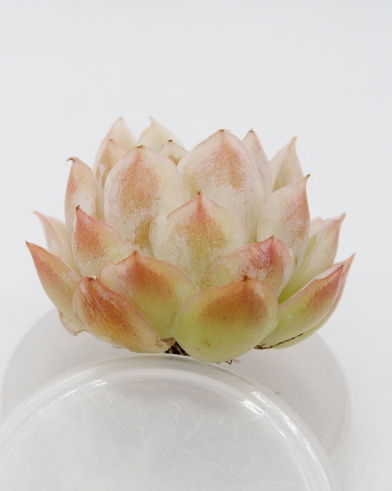 
                
                    Load image into Gallery viewer, Echeveria Jungwol
                
            