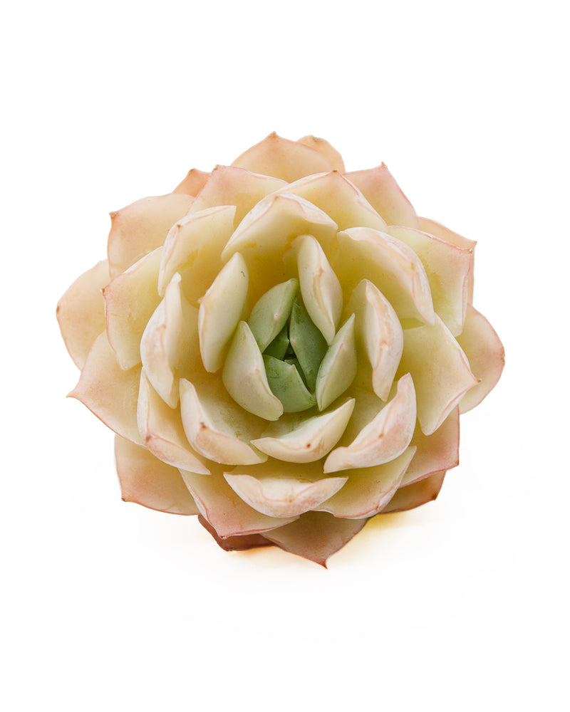 Echeveria Jungwol