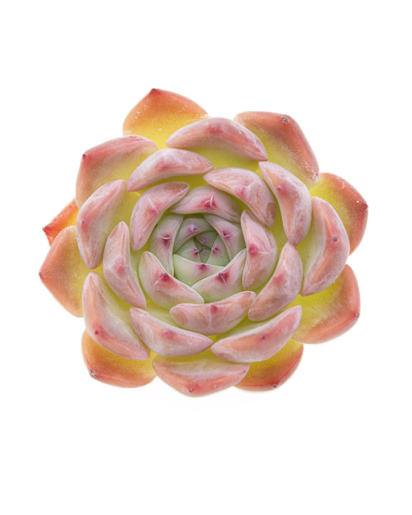 Echeveria Keralean