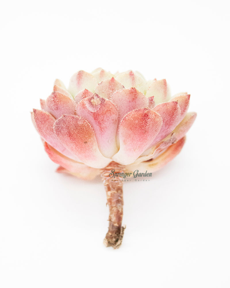 Echeveria Kircheriana