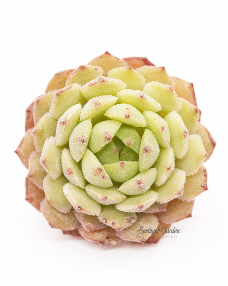 Echeveria Kircheriana