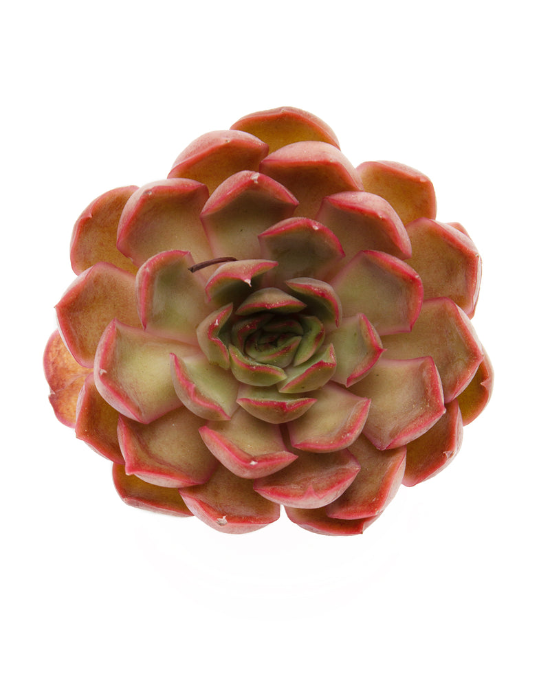 Echeveria Kisses