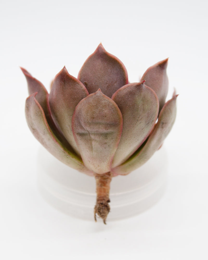 Echeveria Kisses