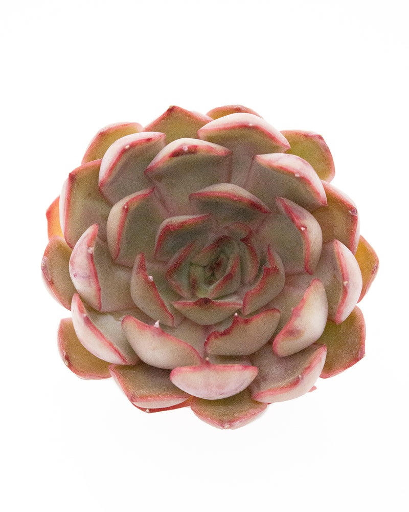 Echeveria Kisses