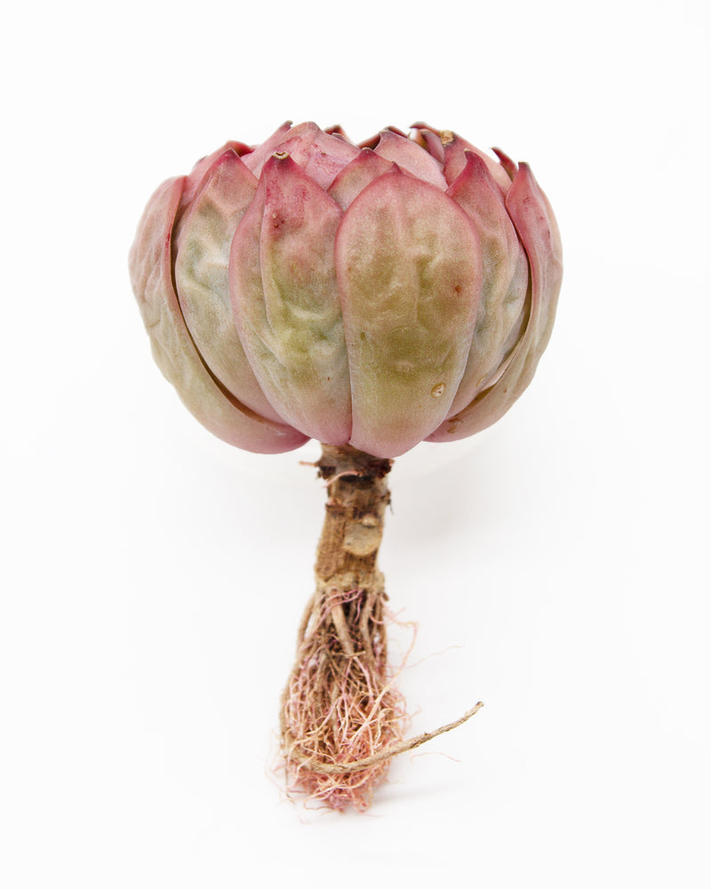 Echeveria Kisses