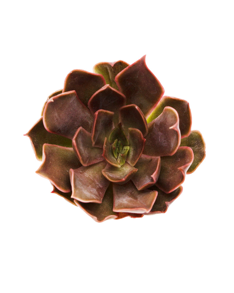 Echeveria Kisses