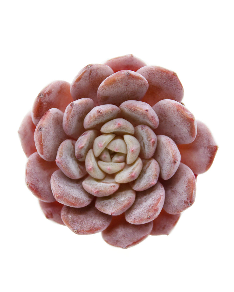 Echeveria Lapine