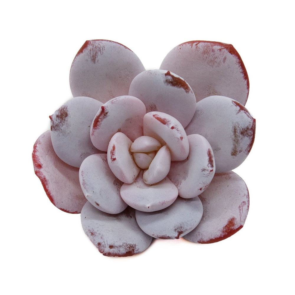 Echeveria Laui