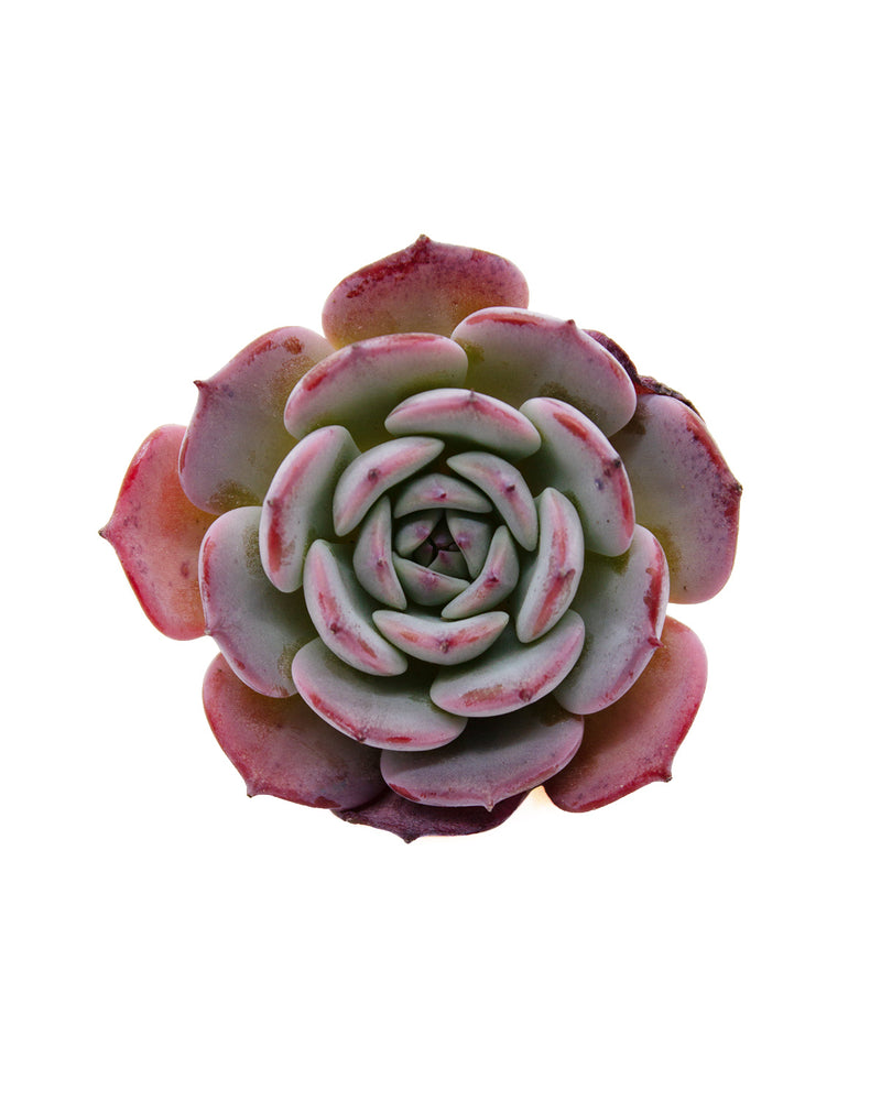 Echeveria Laulensis