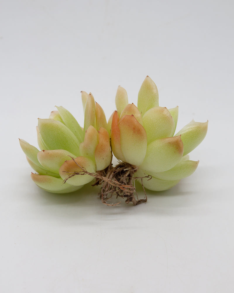 Echeveria Lazaga