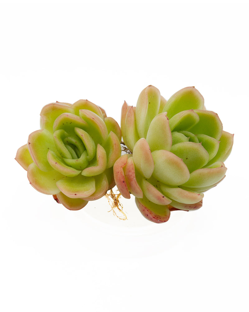 Echeveria Lazaga