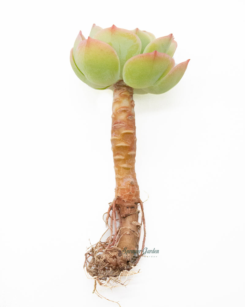 Echeveria Lemon Rose