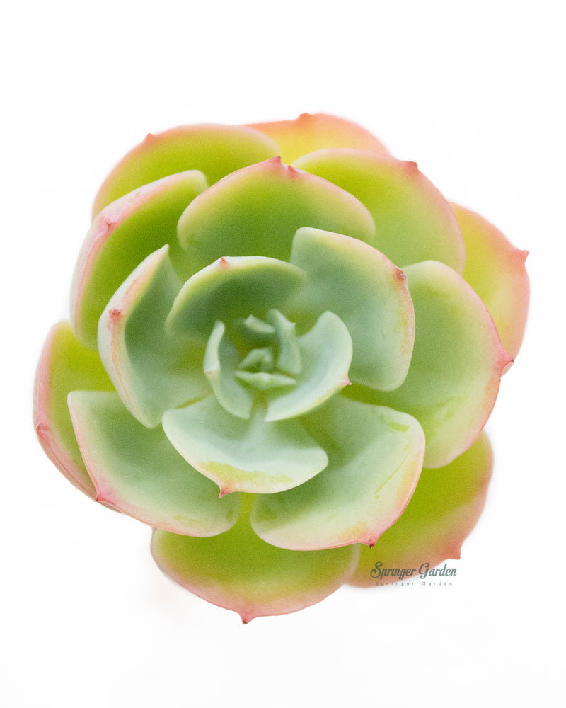 Echeveria Lemon Rose
