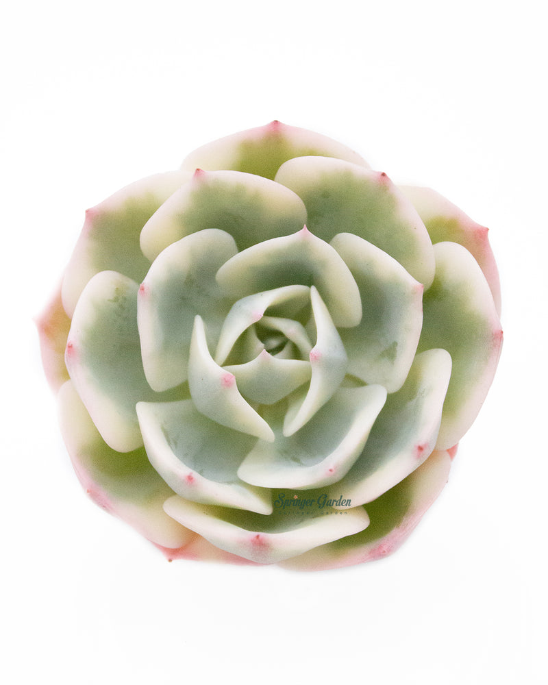Echeveria Lenore Dean Var.