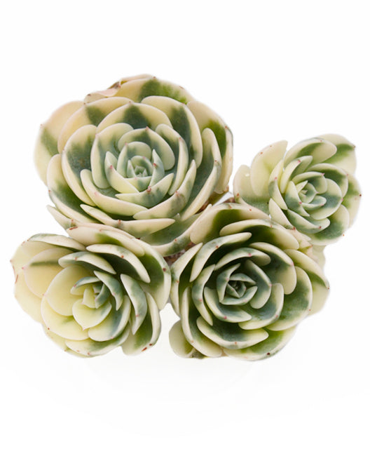 
                
                    Load image into Gallery viewer, Echeveria Lenore Dean Var. Cluster
                
            