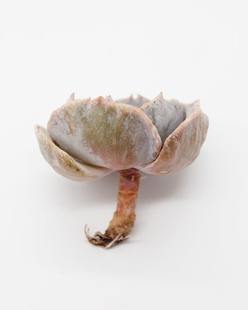 Echeveria Lilacina Toronto's 5-star Bestseller nursery store selected local & Korean rare succulents; houseplants, indoor plants, selected handmade planters with a drainage hole, pots, bonsai pots, produced by ourselves, wholesale.
