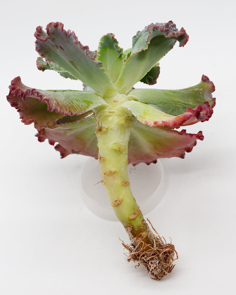 Echeveria Linguas