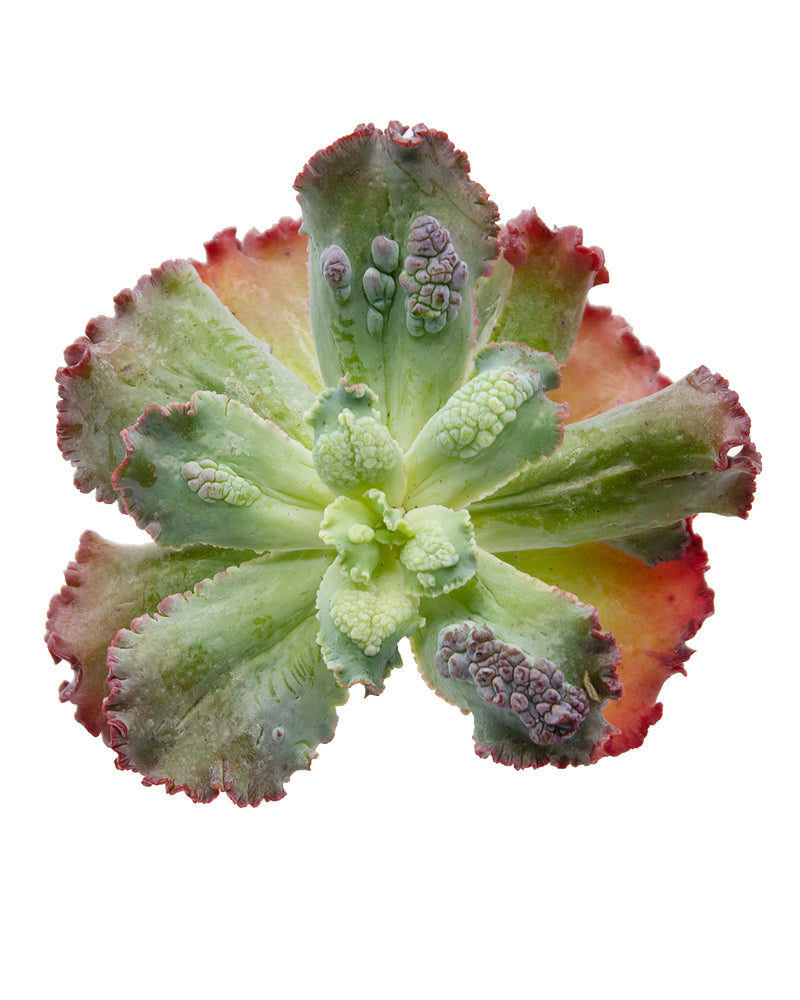 Echeveria Linguas