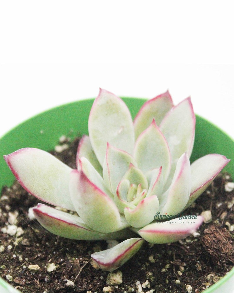 Echeveria Lotus