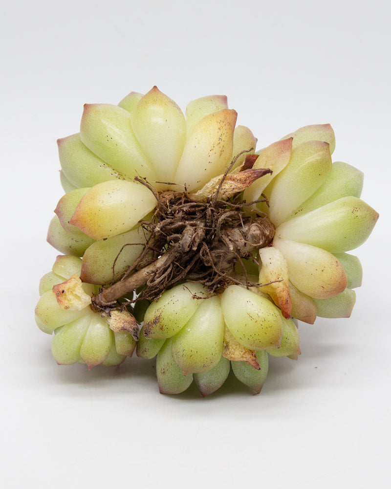 
                
                    Load image into Gallery viewer, Echeveria Love Letter
                
            