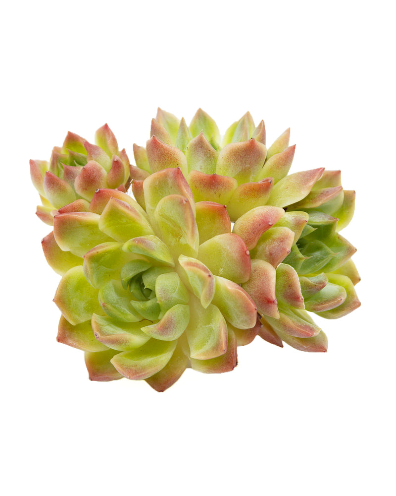 Echeveria Love Letter